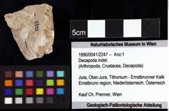 Foto (Objket + Etiketten) von Decapoda indet. 